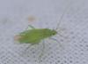 Orthotylus sp.
